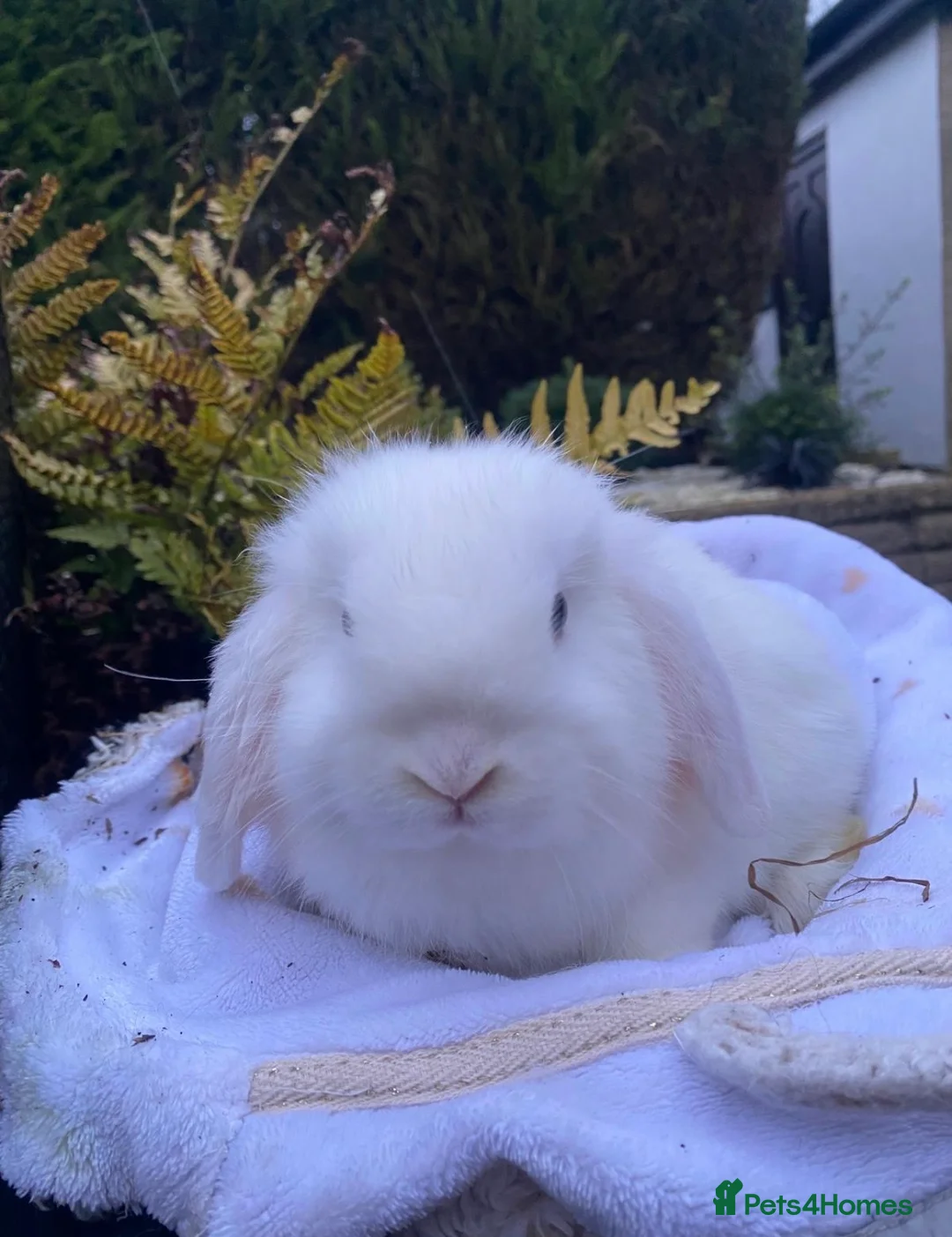 Mini Lop rabbits for sale: Gorgeous minilops for sale  - Advert 11