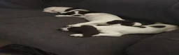 English Springer Spaniel dogs for sale: 2 kc registered boy dogs  in Buckley - Advert 3