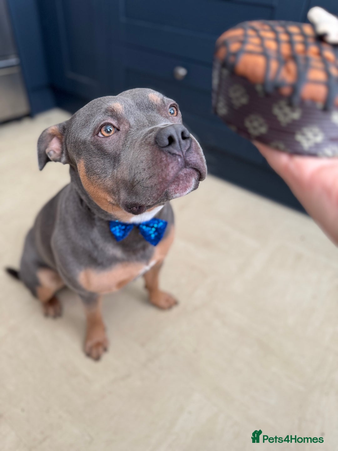 Staffordshire Bull Terrier dogs for stud: Bear the Tri-Colour Staffy - Advert 5