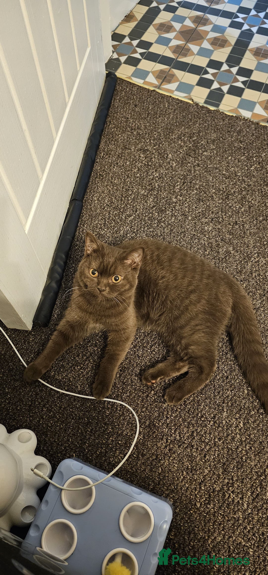 British Shorthair cats for sale: ✨ Beautiful Rare-Coloured British Shorthair Girl ✨ - Advert 2