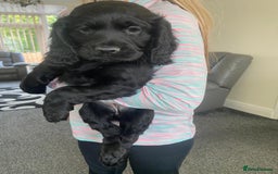 Cocker Spaniel dogs for sale: Cocker spaniel puppies - Image 10