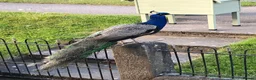 Peafowl poultry for sale: Trio of peafowl hatching eggs - Advert 1