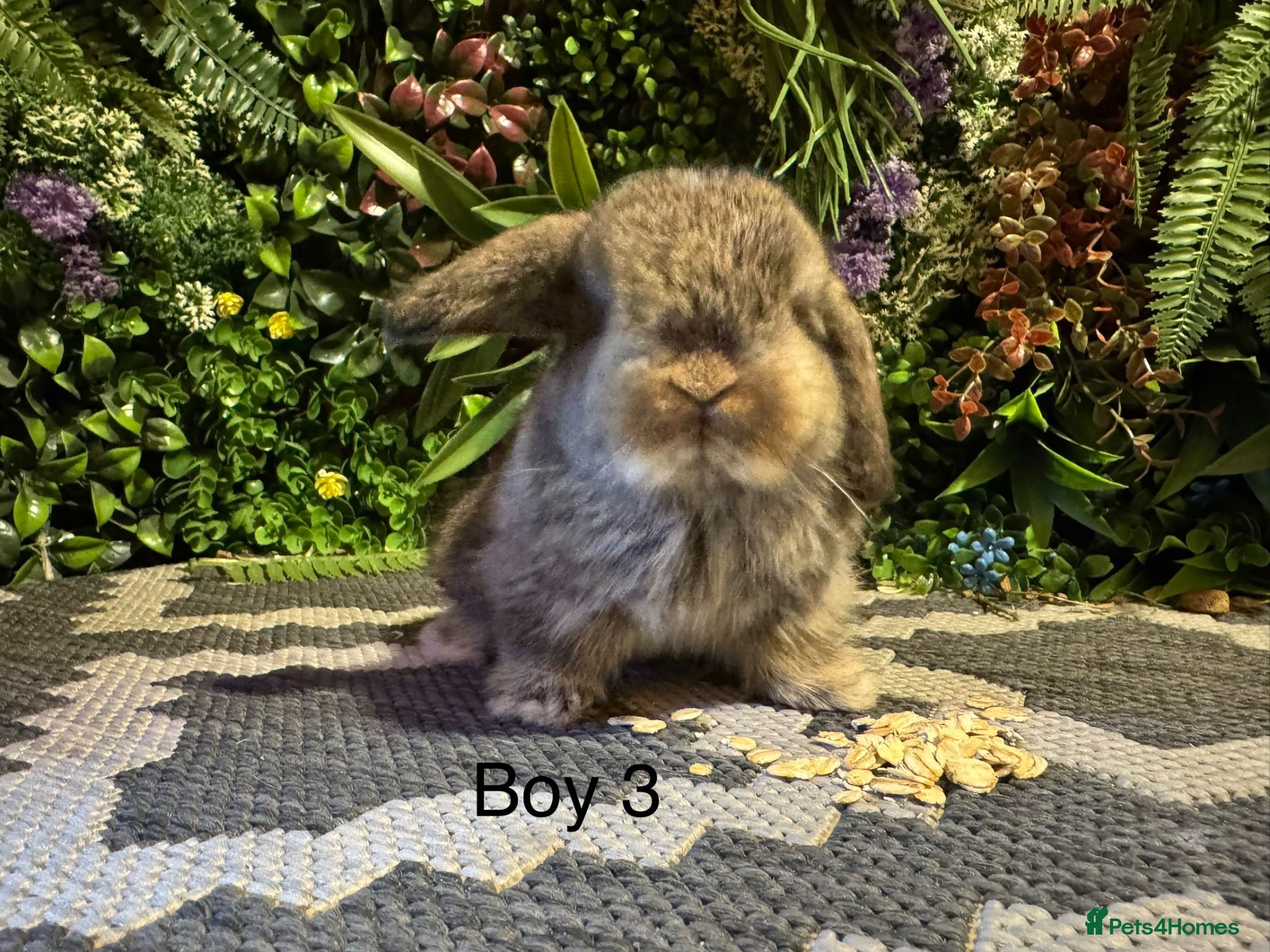 Mini Lop rabbits 🐰MINI LOPS AVAILABLE TO RESERVE🐰 - Advert 2