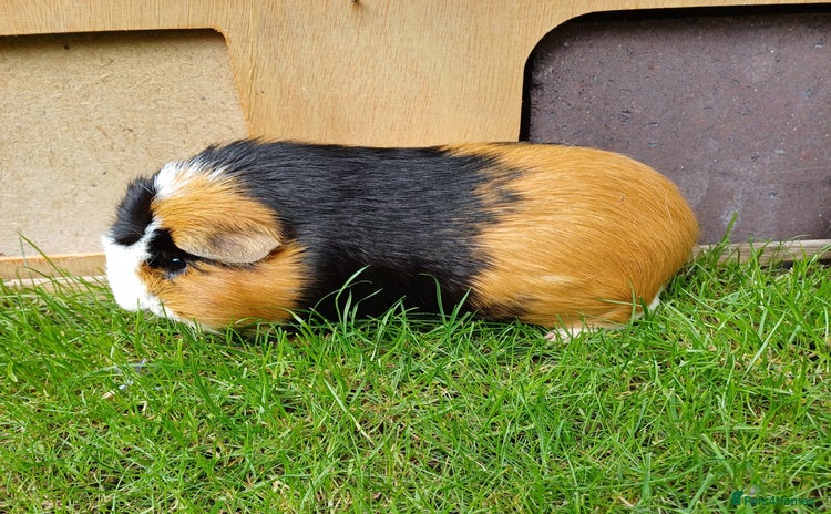 Guinea Pig rodents - Advert 1