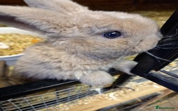 Mini Lop rabbits for sale: Mini plush lops - Image 20