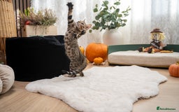 Bengal cats for sale: Bailey-TICA Bengal Girl, Excellent Genetic & Look - Image 25