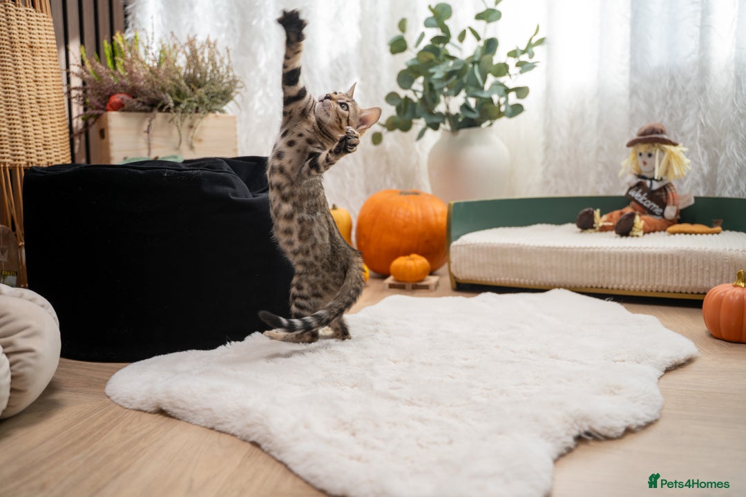 Bengal cats for sale: Bailey-TICA Bengal Girl, Excellent Genetic & Look - Image 25
