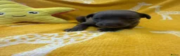 Whippet dogs for sale: Stunning kc reg blue whippet pups  - Advert 13