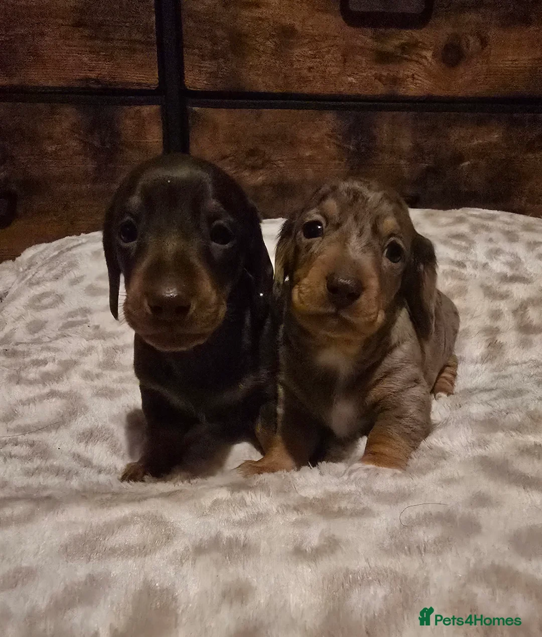 Miniature Dachshund dogs for sale: Kc reg miniature dachshunds puppies  - Advert 2