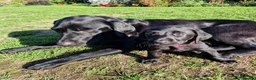 Labrador Retriever dogs for sale: Black Labrador Puppies, Kennel Club Registered - Advert 7