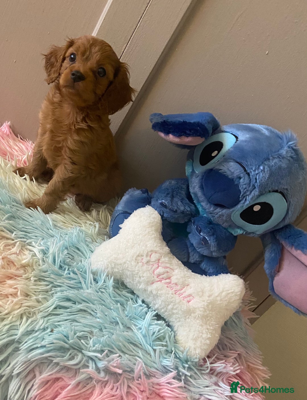 Cavapoo dogs for sale: Gorgeous F2 cavapoo girls 🐾 - Image 7