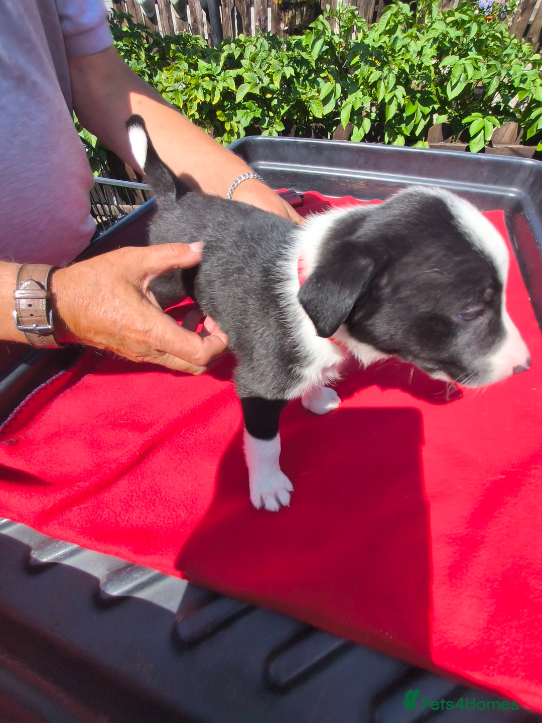 Border Collie dogs for sale: Border Collie pups for sale - Image 9