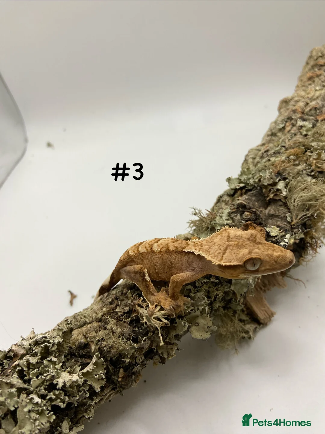 Gecko reptiles for sale: Adult and Juvenile Crested Geckos - Advert 9