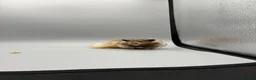 Hamster rodents for sale: Pedigree Syrian and dwarf hamsters - Advert 4