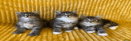 Maine Coon cats for sale: Three adorable Maine Coon Kittens For Sale  - Advert 24