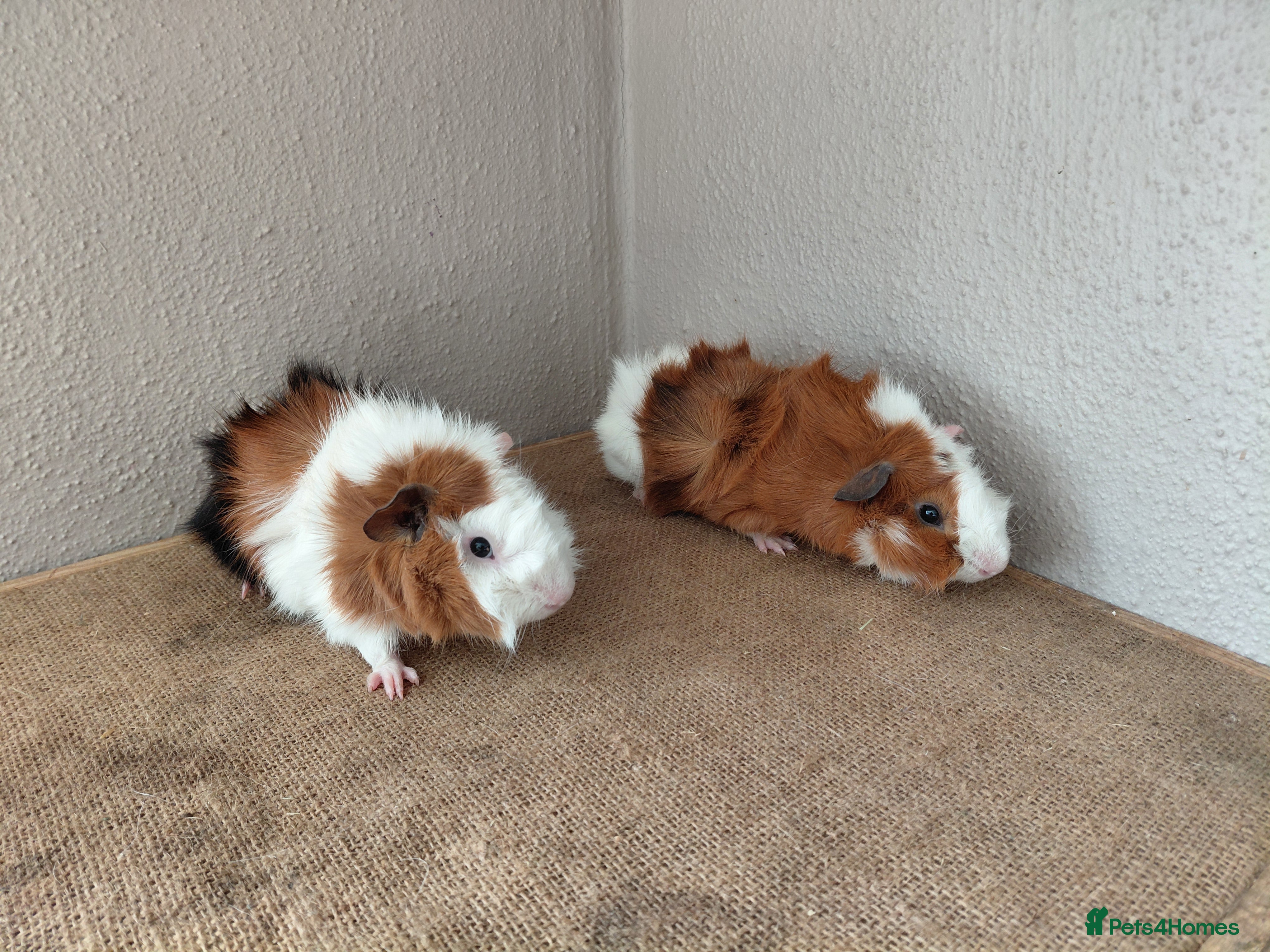 Guinea Pig rodents Abyssinian and Pink Eyed Golden's  - Advert 1