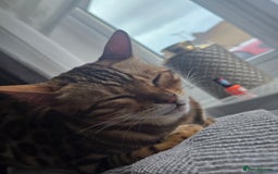 Bengal cats for sale: Bengal girl for sale - Image 2