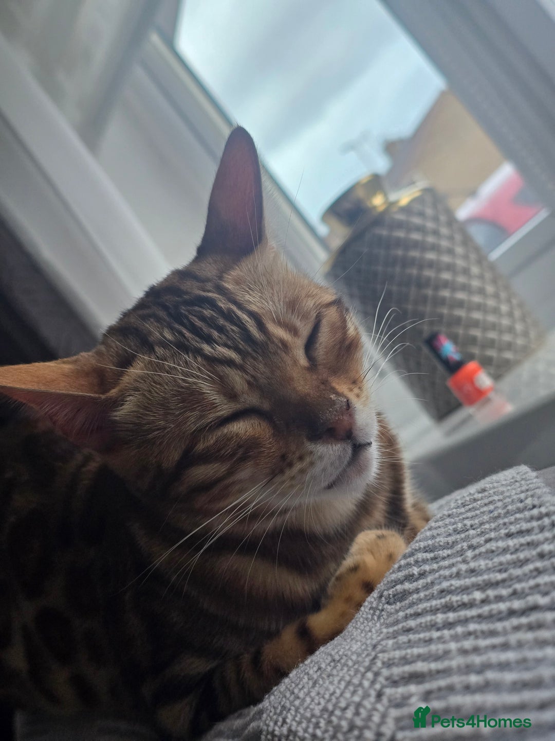 Bengal cats for sale: Bengal girl for sale - Image 2