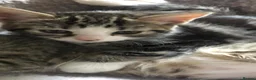Mixed Breed cats for sale: 4 beautiful kittens, ready today, amazing mix  - Advert 30