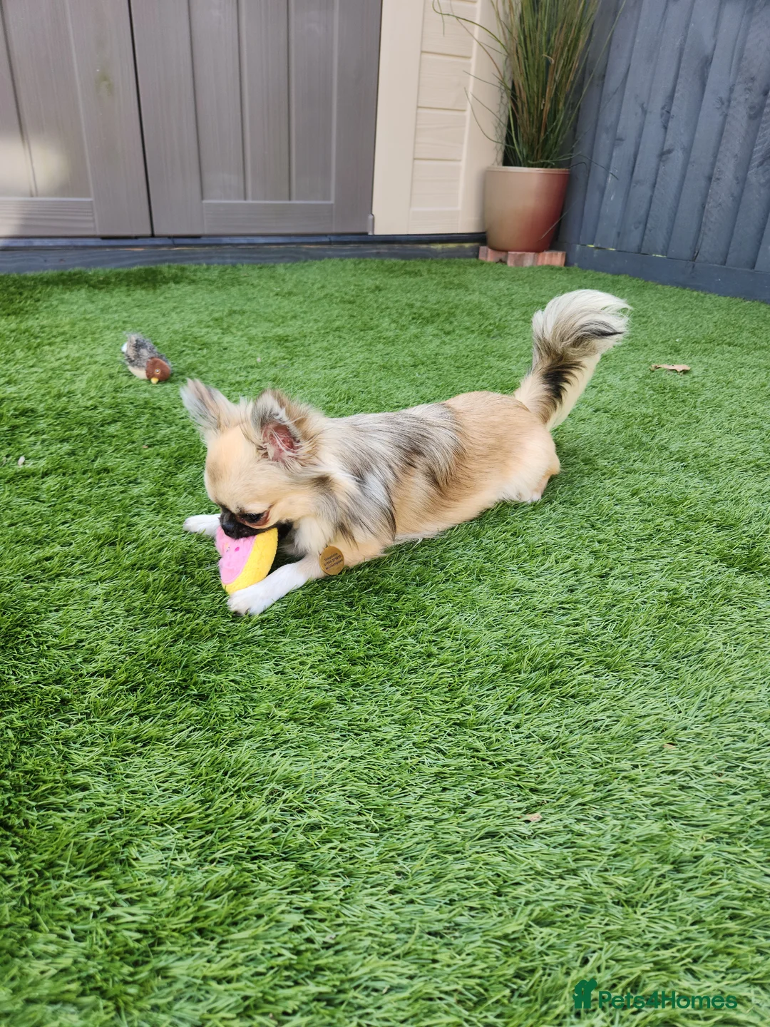 Chihuahua dogs for stud: Gorgeous Benny in Poole - Advert 2