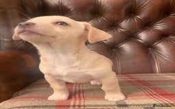 Jack Russell dogs for sale: Fantastic litter of miniature jr rare  colours  - Image 7