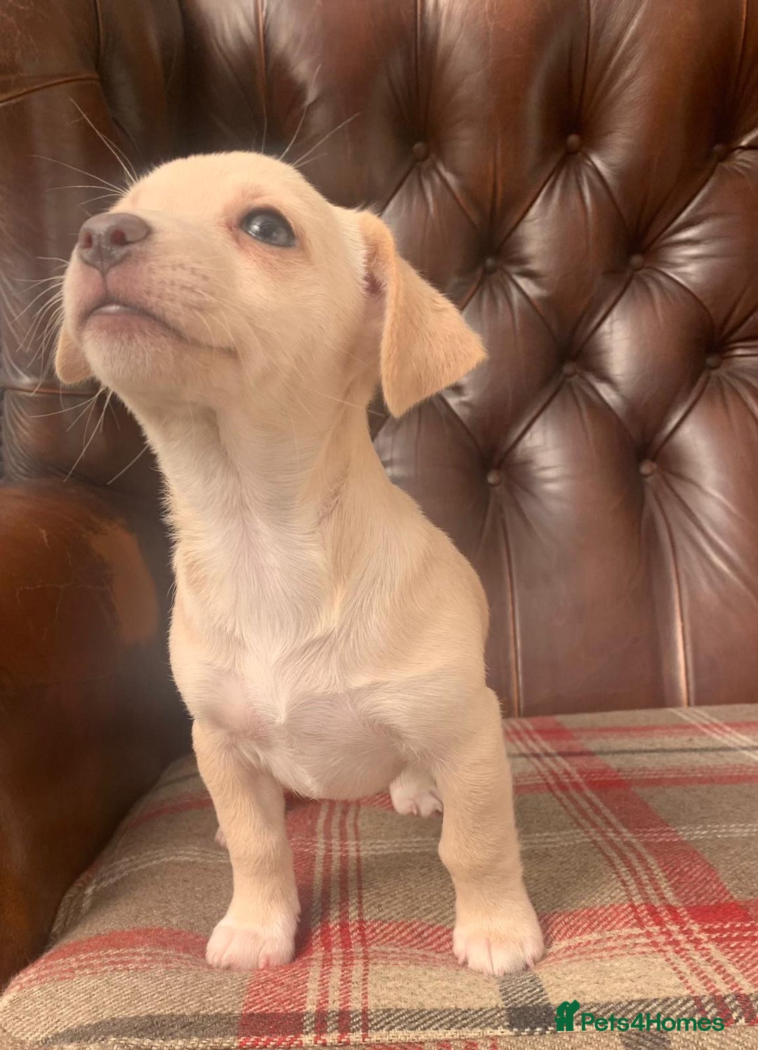 Jack Russell dogs for sale: Fantastic litter of miniature jr rare  colours  - Image 7