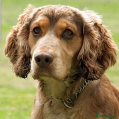 Cocker Spaniel dogs in Bedford - Advert 14