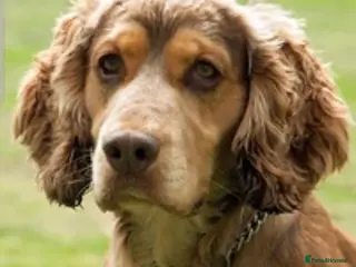 Cocker Spaniel dogs Cocker Spaniel Chocolate Sable for stud in Bedford - Advert 1