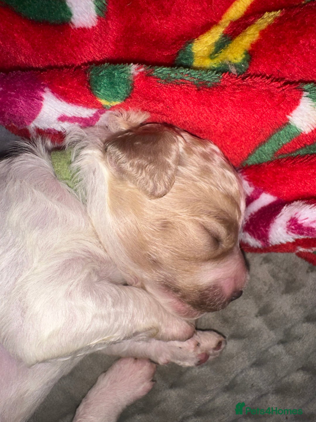 Cavapoochon dogs for sale: Cavapoochon! Our December Reindeer Litter!  - Image 21