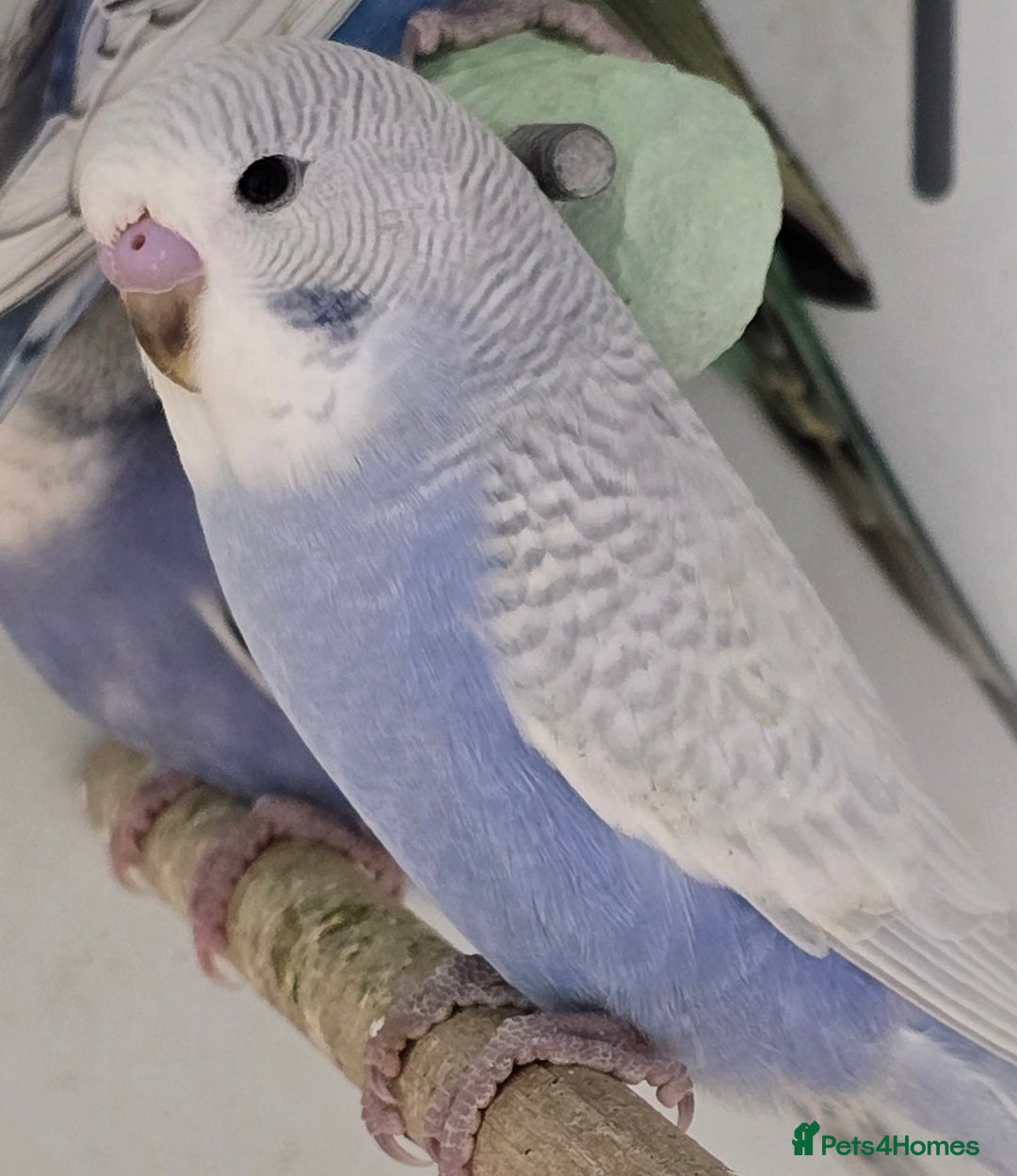 Budgerigars birds for sale: Stunning Baby Budgies available now!!! - Advert 10