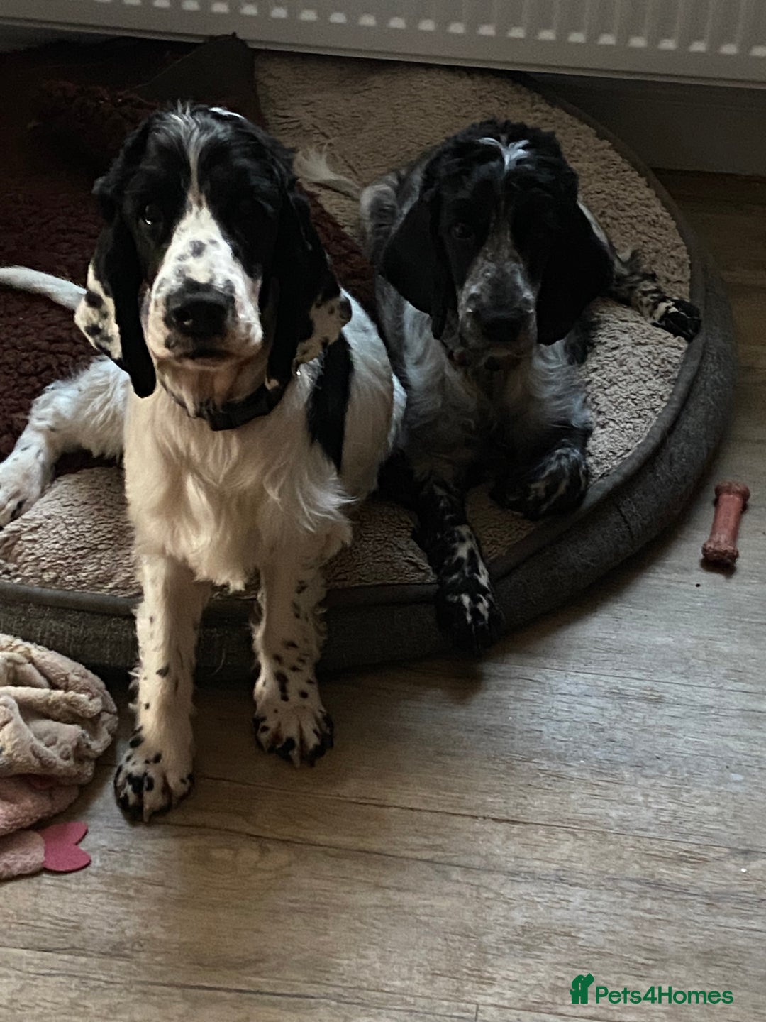 Cocker Spaniel dogs for sale: 18 month old cocker spaniel - Image 3
