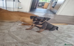 Mixed Breed dogs for sale: Lovely chilli, needs a new home 💔 - Image 6