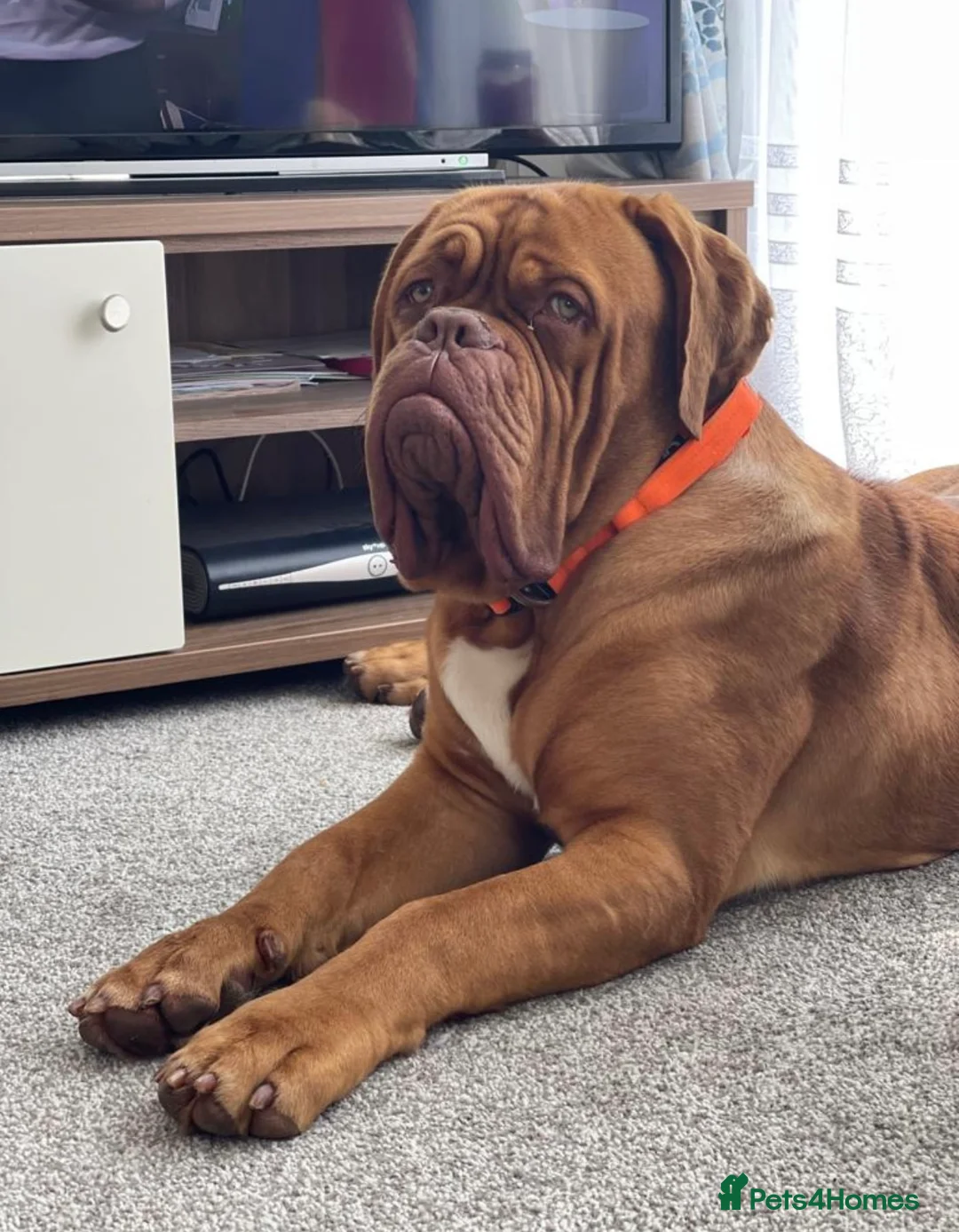 Dogue De Bordeaux dogs for stud: Dogue de Bordeaux ( Full fertility Work Included)  in London - Advert 4