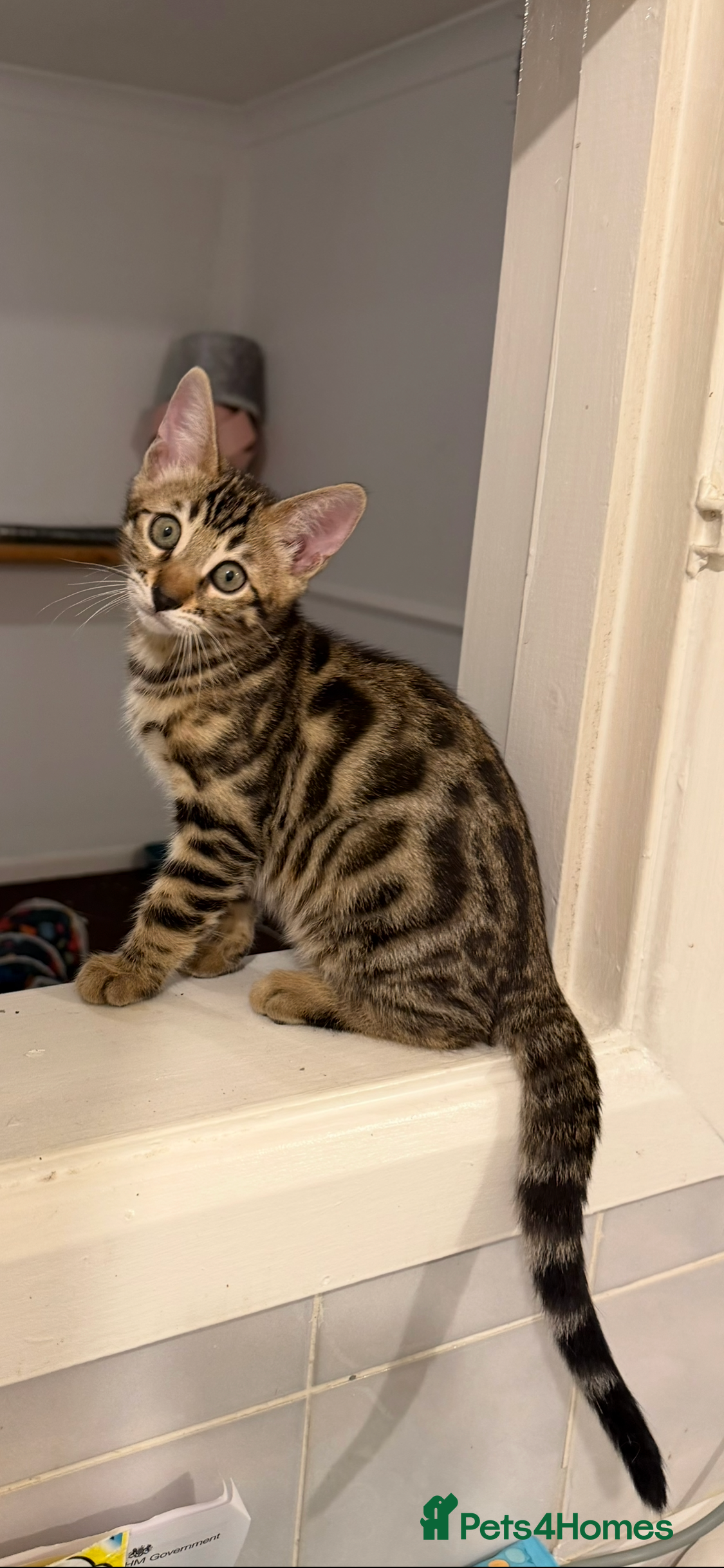 Bengal cats 🩶 BENGAL 🔥 KITTENS 🤍 TICA REGISTERED  - Advert 1