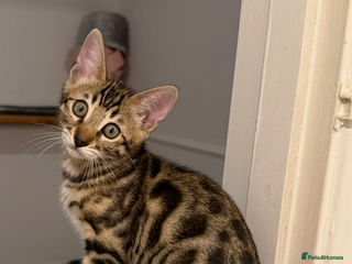 Bengal cats 🩶 BENGAL 🔥 KITTENS 🤍 TICA REGISTERED - Advert 1