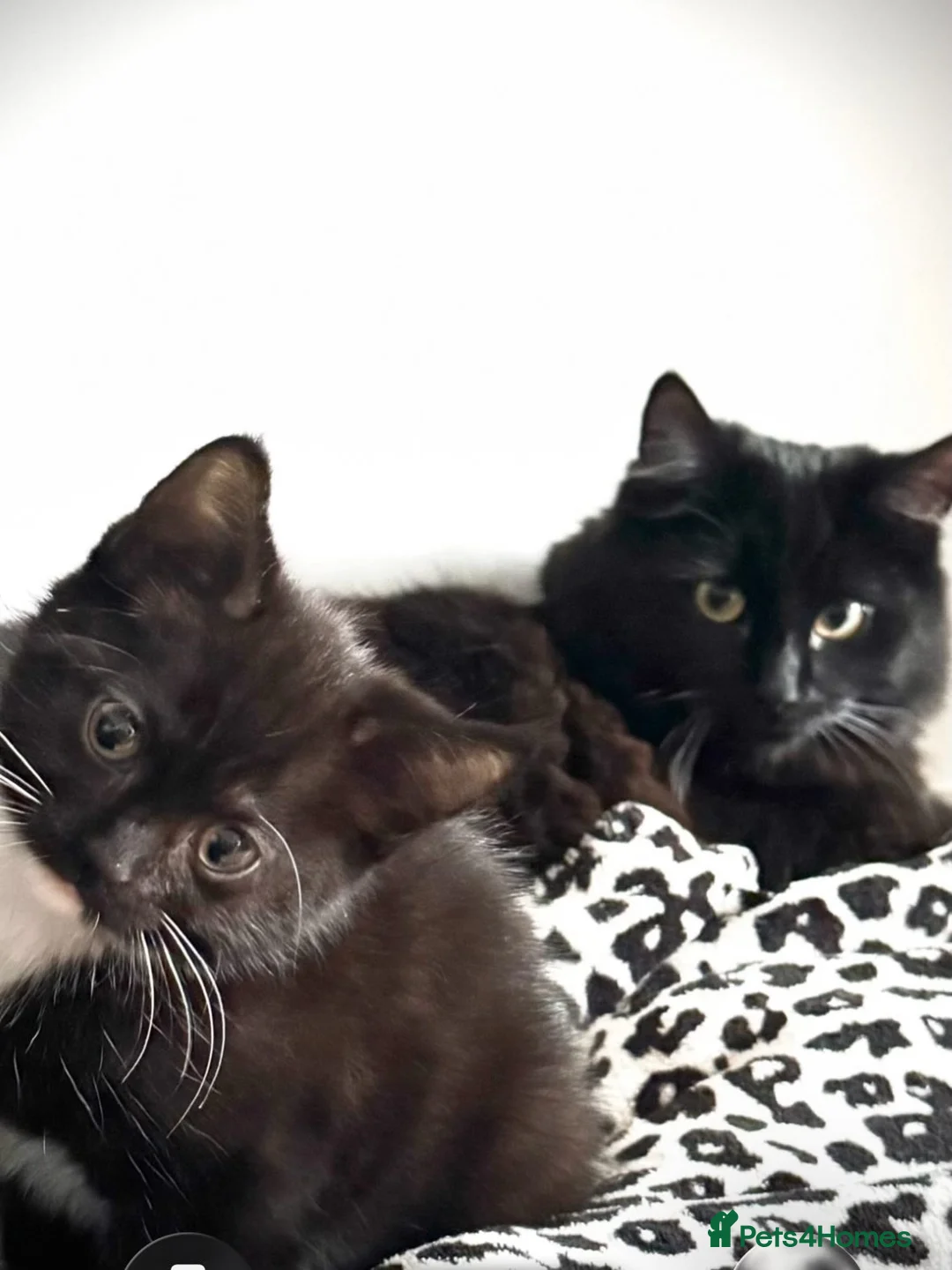 Mixed Breed cats for sale: Kitten  - Advert 9