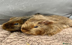 Guinea Pig rodents for sale: baby guinea pigs - Image 1