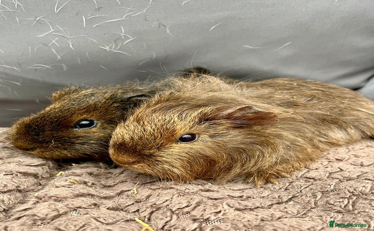 Guinea Pig rodents - Advert 6