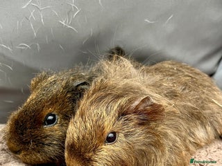 Guinea Pig rodents - Advert 30