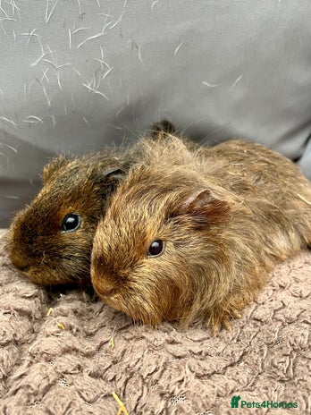 Guinea Pig rodents - Advert 6