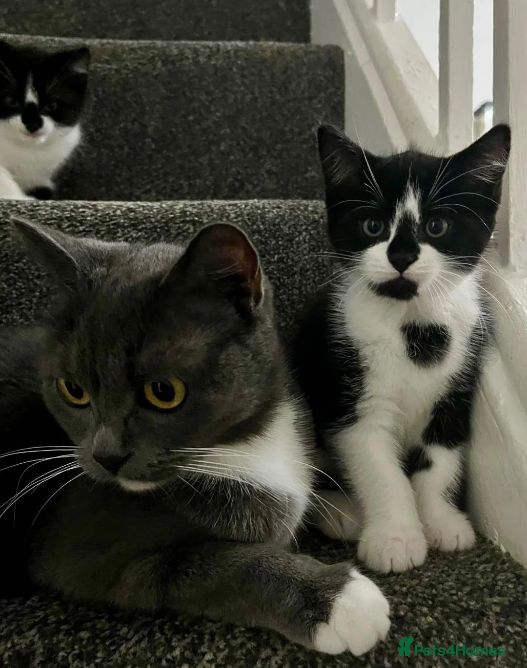 British Shorthair cats for sale: Kittens  - Advert 2