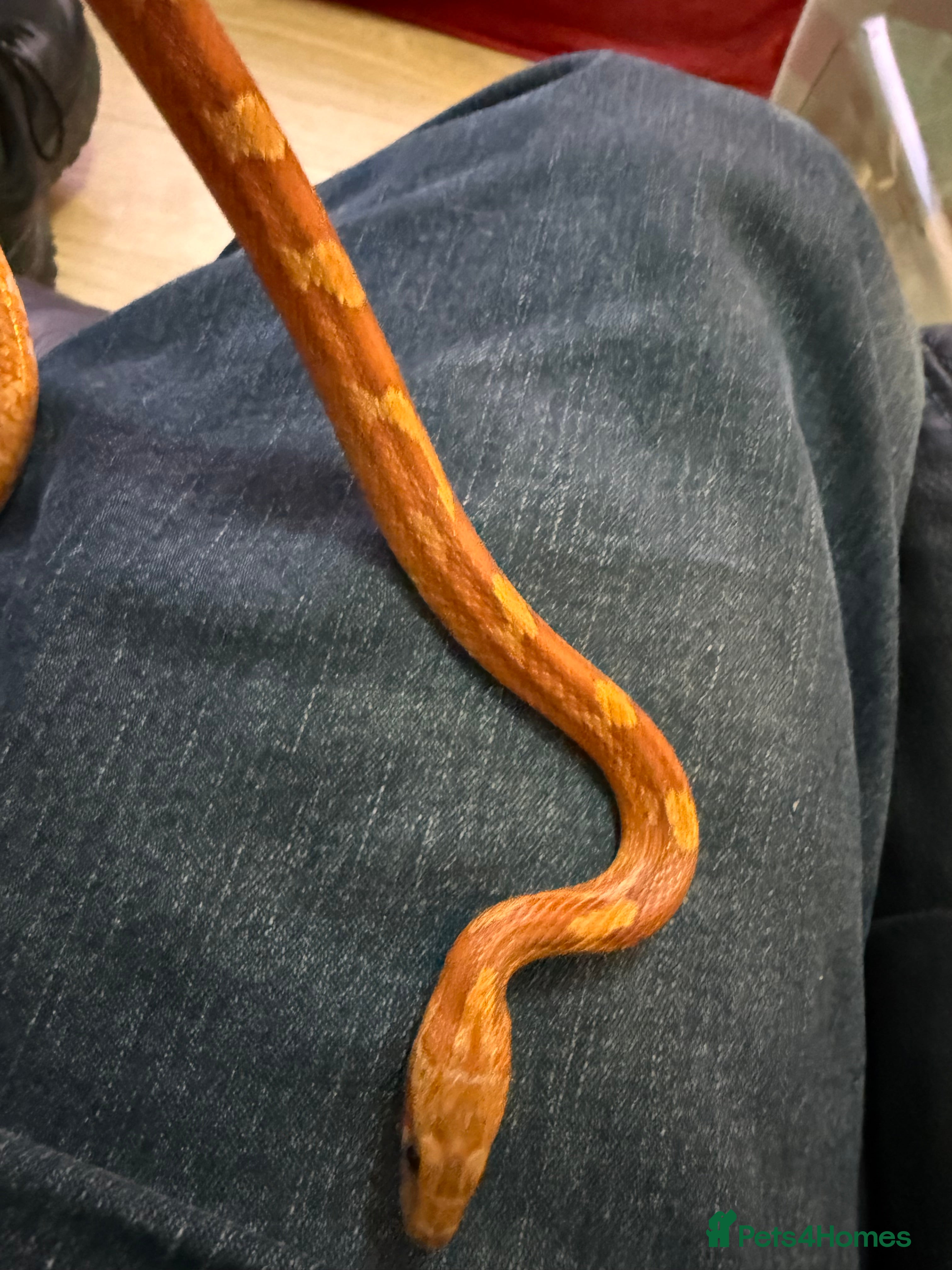 Corn Snake reptiles Corn snake Fire Red - Advert 5