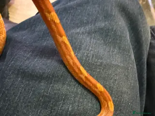 Corn Snake reptiles Corn snake Fire Red - Advert 5