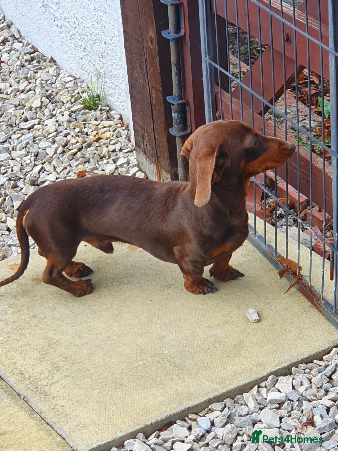 Miniature Dachshund dogs for stud: TINY KC REG HEREDITARY PRA CLEAR PROVEN in Pontefract - Advert 13
