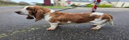 Mixed Breed dogs for sale: KC Basset Hound x KC German Shorthaired Pointer  - Advert 2