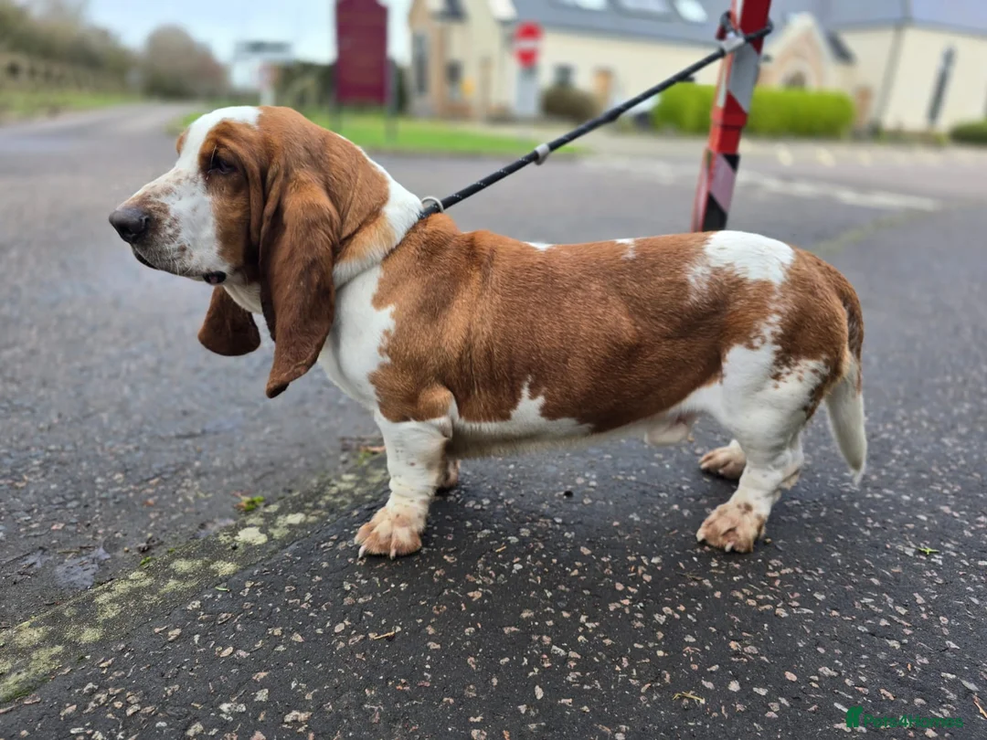Mixed Breed dogs for sale: KC Basset Hound x KC German Shorthaired Pointer  - Advert 2