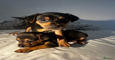 Mixed Breed dogs - Advert 7