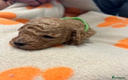 Miniature Poodle dogs for sale: Miniture poodles - READY TO LEAVE!!   - Image 24