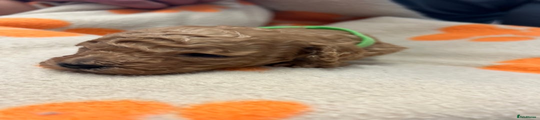 Miniature Poodle Puppy 2