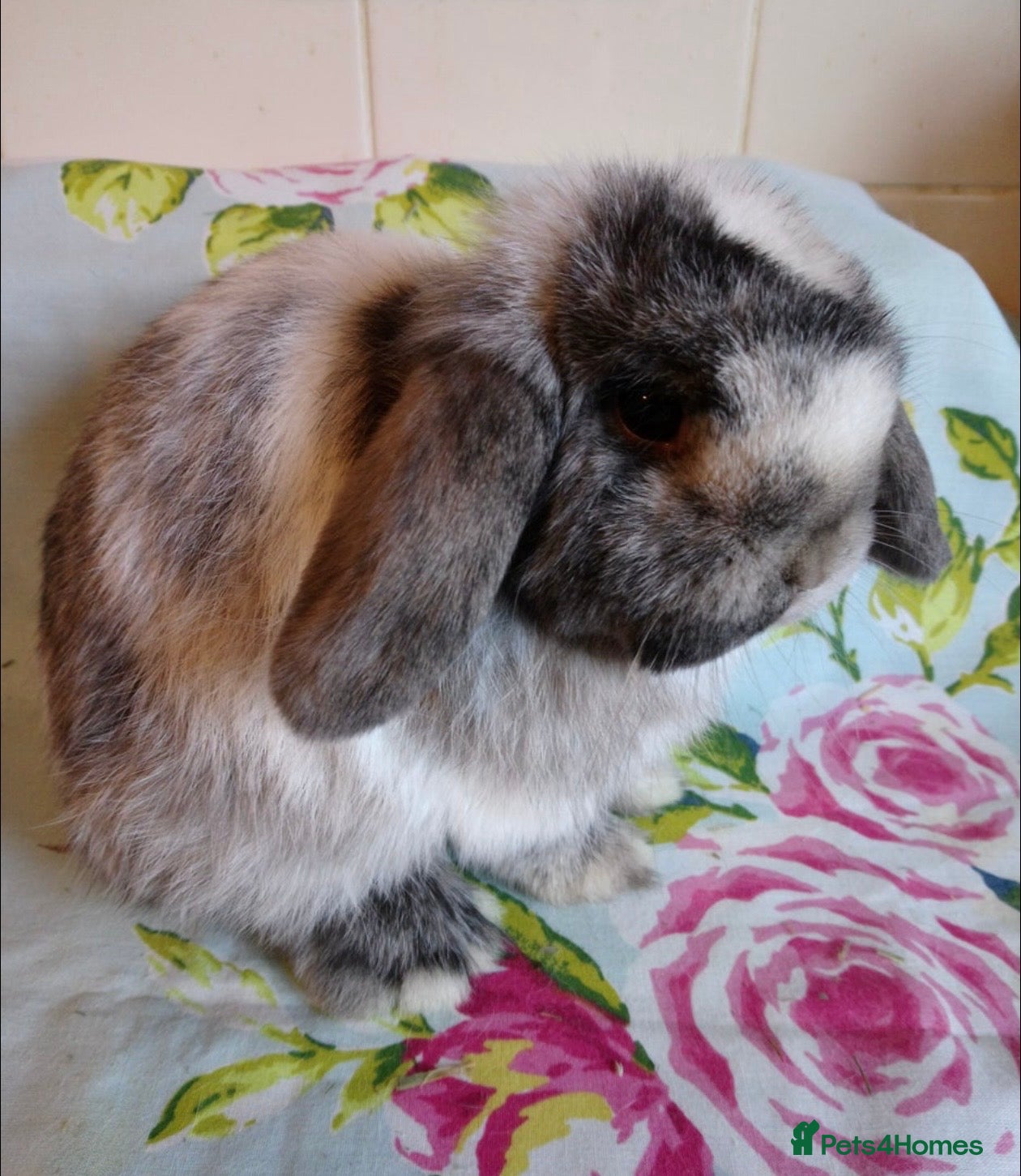 Mini Lop rabbits Rehome little boy - Advert 2